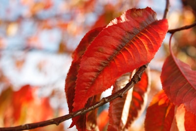 Red leaves macro photography
